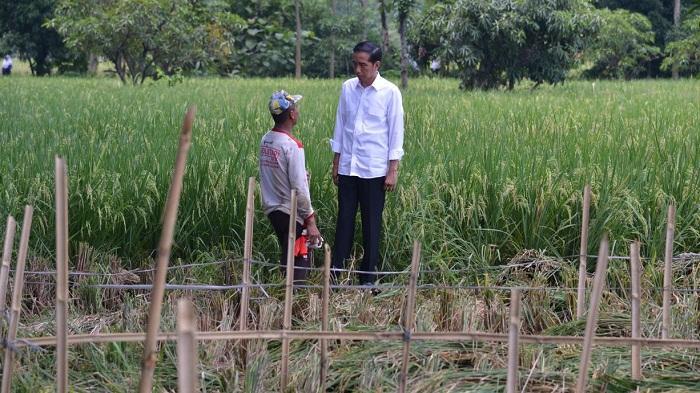 Sindiran Ustadz Tengku: Pemuda Disuruh Jadi Petani, Anak dan Mantunya Diusung Jadi Walikota