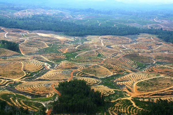 Jutaan Hektar Tanah Disubsidi untuk Memperkaya Taipan, sementara Tanah Pesantren FPI Diributkan