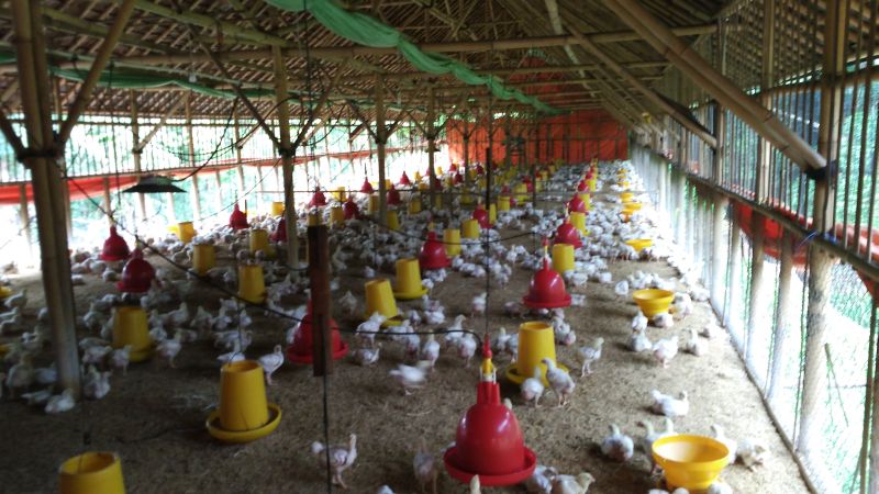 Heboh Bansos Ayam Hidup, Ini Penjelasan Dinsos