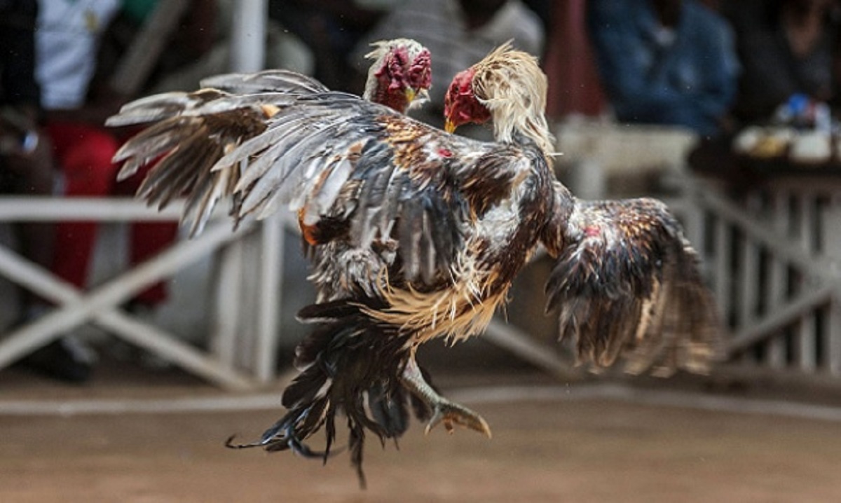 Sabung Ayam Berujung Maut, Ayam Jago Tusuk Pemiliknya Sendiri Sampai Tewas