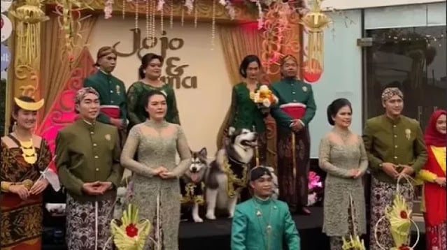 Pernikahan anjing dengan adat Jawa (TikTok @levoit_indonesia)